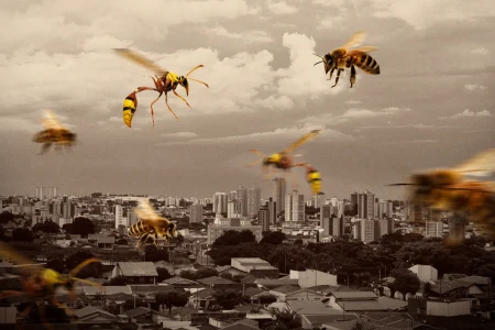 Ataques de abelhas disparam no DF; na Asa Sul, 3 pessoas ficam feridas