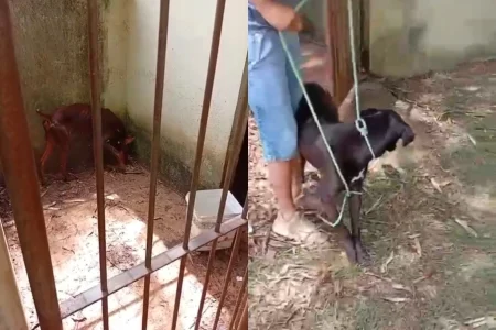 Empresário que alugava cães para fazer “segurança” de casas é preso.Vejavídeo
