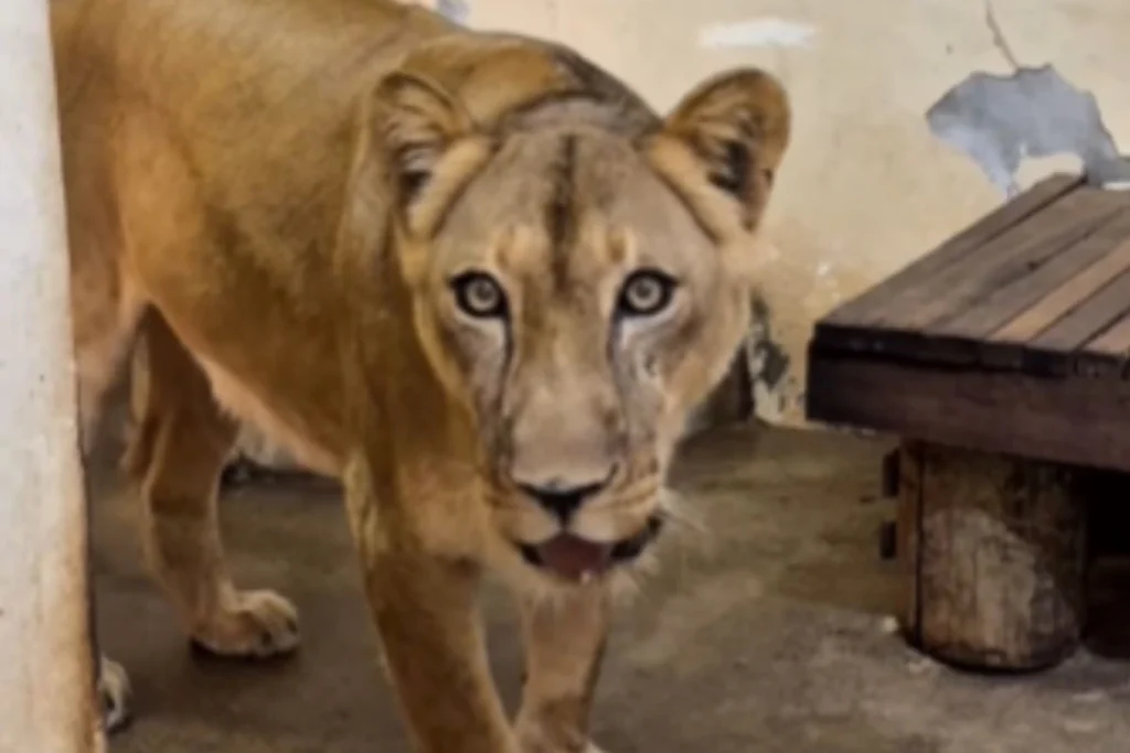 Leoa que matou jovem em zoo na Paraíba já tem data para voltar à jaula.Vídeo