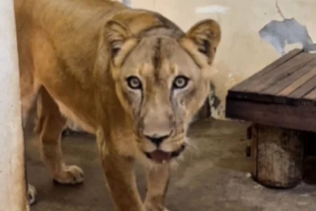 Leoa que matou jovem em zoo na Paraíba já tem data para voltar à jaula.Vídeo